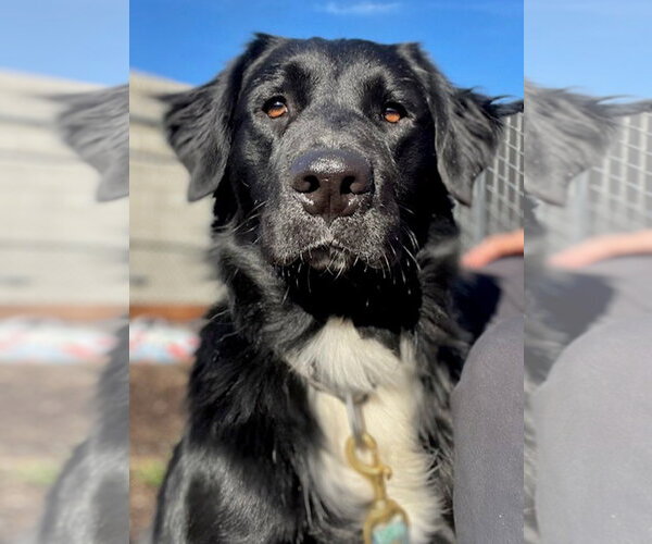 Medium Photo #1 Border Collie Puppy For Sale in Petaluma, CA, USA