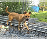 Small #3 American Pit Bull Terrier-Carolina Dog Mix