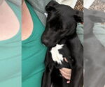 Small #3 Labrador Retriever Mix