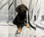 Small Photo #1 German Shepherd Dog Puppy For Sale in JACKSONVILLE, FL, USA