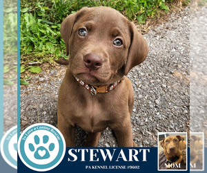 American Pit Bull Terrier-Labrador Retriever Mix Dogs for adoption in Kimberton, PA, USA