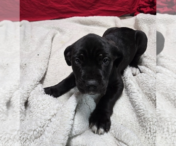 Medium Photo #1 Cane Corso Puppy For Sale in EAST HAMPTON, CT, USA