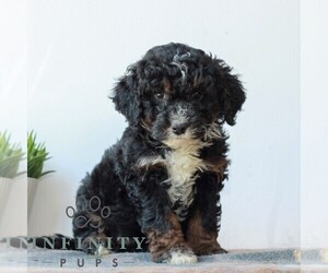 Bernedoodle (Miniature) Puppy for Sale in LITITZ, Pennsylvania USA