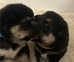 Small #3 Shiba Inu