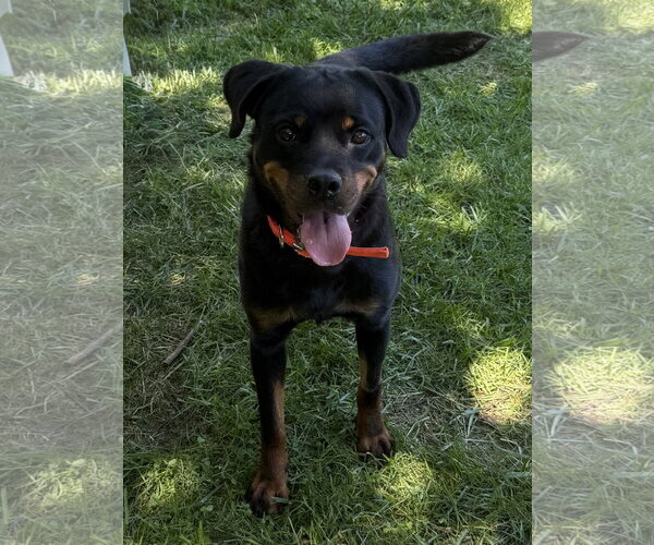 Medium Photo #7 Rottweiler Puppy For Sale in Mooresville, NC, USA