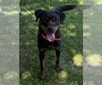 Small #6 Rottweiler