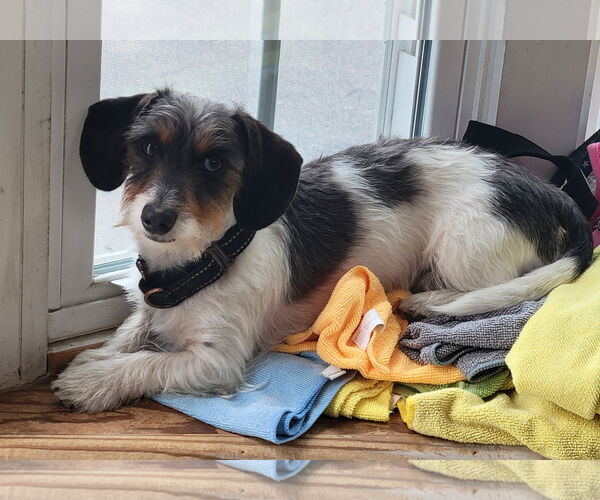 Medium Photo #2 Dachshund Puppy For Sale in Taunton, MA, USA