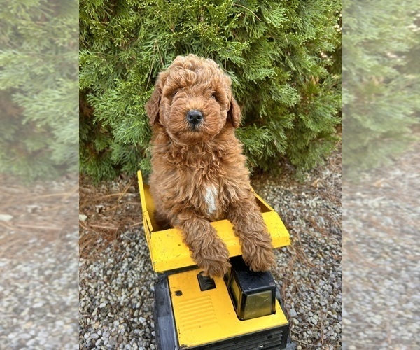 Medium Photo #1 Goldendoodle (Miniature) Puppy For Sale in MIDDLEBURY, IN, USA