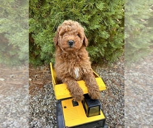 Goldendoodle (Miniature) Puppy for sale in MIDDLEBURY, IN, USA