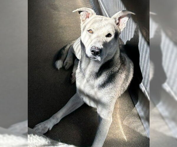 Medium Photo #2 German Shepherd Dog Puppy For Sale in San Bernardino, CA, USA