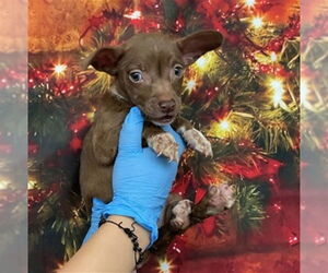 Mutt Dogs for adoption in San Bernardino, CA, USA