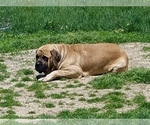 Small Photo #12 Mastiff Puppy For Sale in INDIANAPOLIS, IN, USA