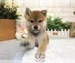 Small Photo #4 Shiba Inu Puppy For Sale in REDWOOD CITY, CA, USA