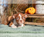 Puppy Ginger Boston Terrier