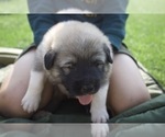 Puppy Revere Anatolian Shepherd-Great Pyrenees Mix