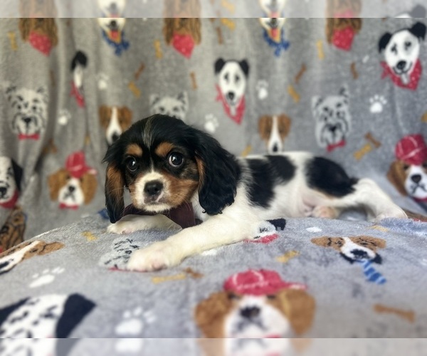 Medium Photo #7 Cavalier King Charles Spaniel Puppy For Sale in LAKELAND, FL, USA