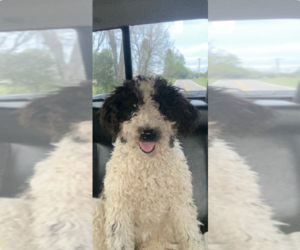 Mother of the Bordoodle-F2 Aussiedoodle Mix puppies born on 08/12/2026
