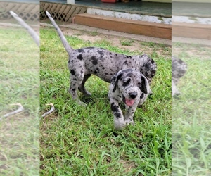 Great Dane Puppy for sale in MELBOURNE, AR, USA