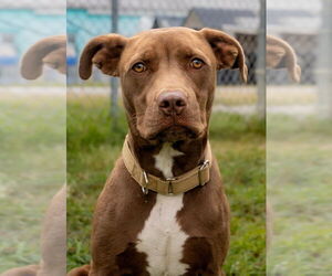 American Pit Bull Terrier-Unknown Mix Dogs for adoption in Evansville, IN, USA
