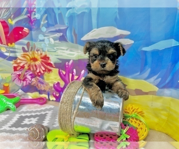 Medium Photo #3 Yorkshire Terrier Puppy For Sale in CASSVILLE, MO, USA