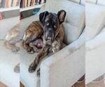 FREYA - Female Mutt Dog for Adoption - Small photo