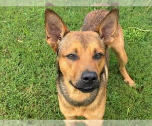 German Shepherd Dog-Unknown Mix Dogs for adoption in Tulsa, OK, USA