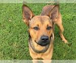 Small German Shepherd Dog Mix