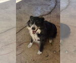 Small Border Collie