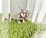 Small Photo #30 French Bulldog Puppy For Sale in ATHERTON, CA, USA