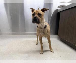 American Pit Bull Terrier-Unknown Mix Dogs for adoption in Fairbanks, AK, USA