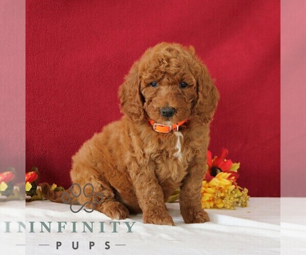 Medium Photo #5 Goldendoodle Puppy For Sale in GORDONVILLE, PA, USA