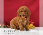 Small #4 Goldendoodle