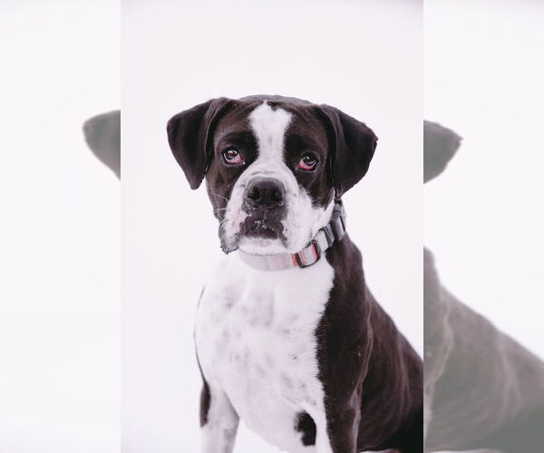 Medium Photo #5 Boxer Puppy For Sale in Austin, TX, USA