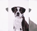Small #4 Boxer