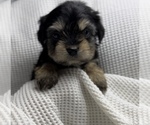Small Photo #4 Poodle (Toy)-Yorkshire Terrier Mix Puppy For Sale in OWENSBORO, KY, USA