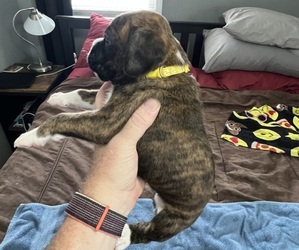 Boxer Puppy for sale in BLOOMINGTON, IL, USA