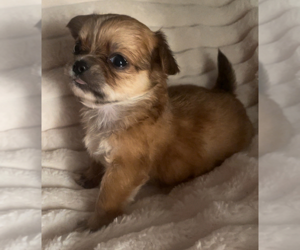 Medium Photo #10 Chihuahua Puppy For Sale in ADAMSVILLE, TN, USA