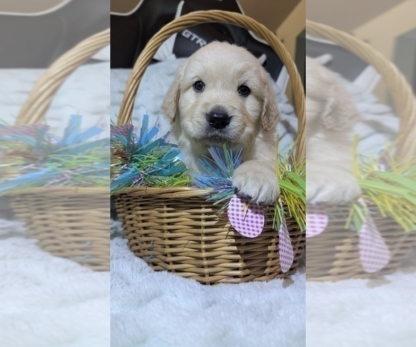 Medium Photo #3 Golden Retriever Puppy For Sale in MODESTO, CA, USA