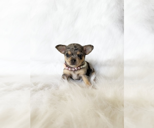 Medium Photo #5 Chihuahua Puppy For Sale in SACRAMENTO, CA, USA