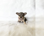 Small #4 Chihuahua