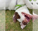Small #7 Great Pyrenees Mix