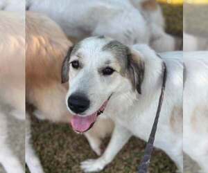 Great Pyrenees-Unknown Mix Dogs for adoption in Dallas, TX, USA
