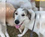 Cisco - Male Great Pyrenees-Unknown Mix Dog for Adoption - Small photo