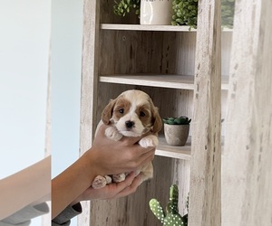 Cavapoo (Miniature) Puppy for sale in CEDAR CITY, UT, USA