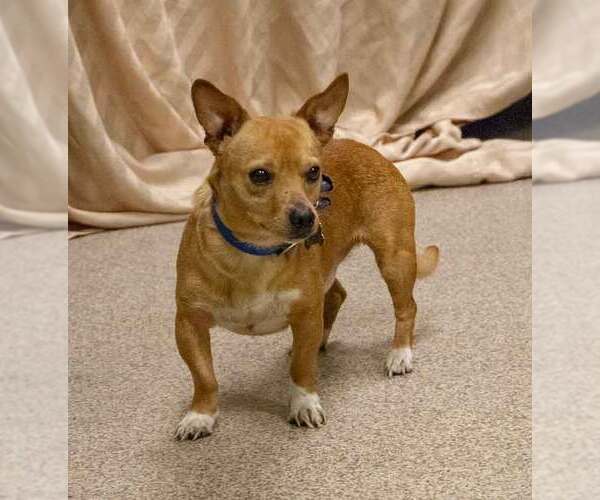 Medium Photo #5 Chihuahua-Unknown Mix Puppy For Sale in Kennesaw, GA, USA