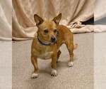 Small #4 Chihuahua Mix