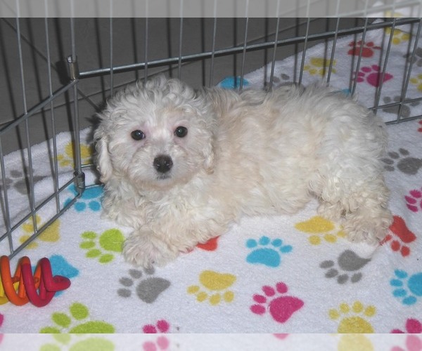 Medium Photo #1 Havanese-Poodle (Toy) Mix Puppy For Sale in ORO VALLEY, AZ, USA