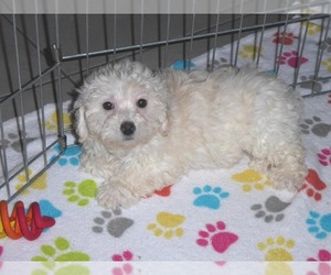 Havanese-Poodle (Toy) Mix Puppy for sale in ORO VALLEY, AZ, USA