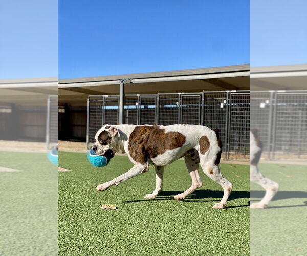 Medium Photo #4 Boxer Puppy For Sale in Dumont, NJ, USA