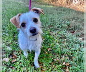 Mutt Dogs for adoption in Salinas, CA, USA